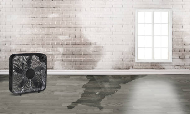 Best Mold removal after water damage  in Winnemucca, NV